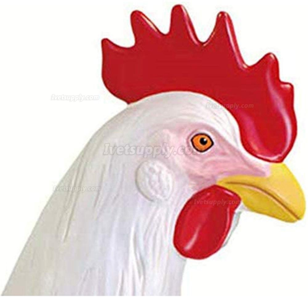 Chicken Skeleton & Anatomy Model Kit Detachable 32 Parts Animal Biology Medical Teaching Model